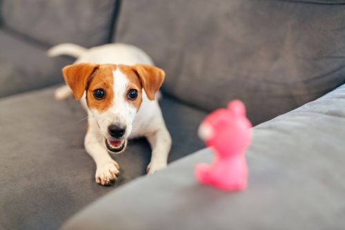 THANH NHAI CHO CÚN CƯNG: CÁC TIPS TỪ CHUYÊN GIA ĐỂ NÂNG CAO SỨC KHỎE RĂNG MIỆNG